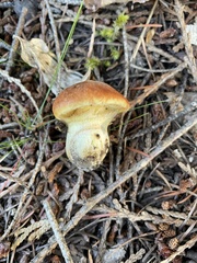 Suillus lakei