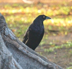 Molothrus oryzivorus