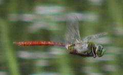 Anax longipes