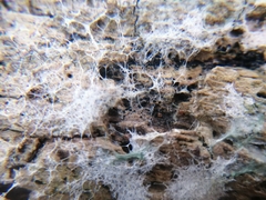 Reticularia