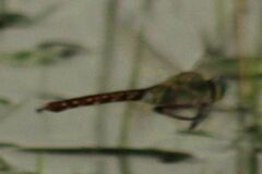 Anax longipes