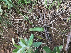 Glossodia major