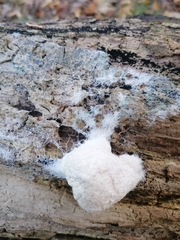 Reticularia
