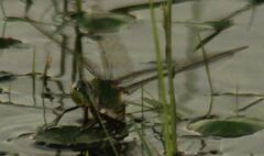 Anax longipes