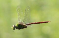 Anax longipes