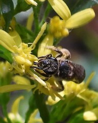 Lasioglossum