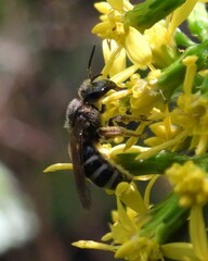 Lasioglossum