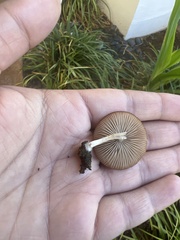 Panaeolus cinctulus