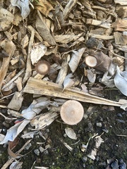 Panaeolus cinctulus