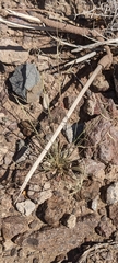 Bouteloua aristidoides