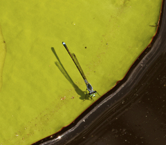 Ischnura pruinescens