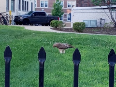 Buteo jamaicensis