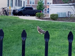 Buteo jamaicensis