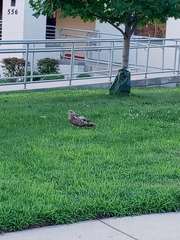 Buteo jamaicensis