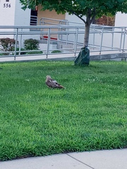 Buteo jamaicensis