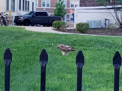 Buteo jamaicensis