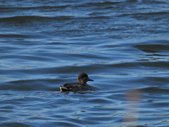 Anas crecca carolinensis