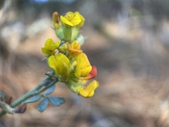 Acmispon glaber
