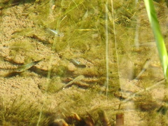 Cyprinodon nevadensis