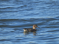 Anas crecca carolinensis