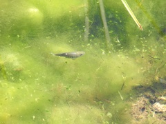 Cyprinodon nevadensis