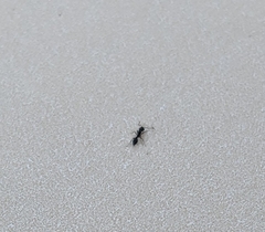 Monomorium ergatogyna