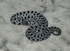 Sistrurus miliarius barbouri