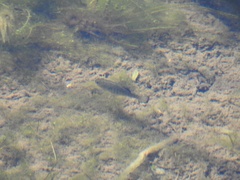 Cyprinodon nevadensis