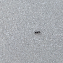 Monomorium ergatogyna