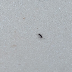 Monomorium ergatogyna