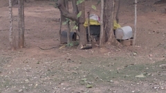 Didelphis albiventris