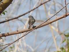 Serpophaga nigricans