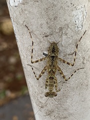 Gonatista grisea