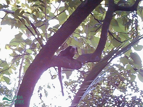 White-headed Marmoset
