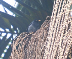 Turdus flavipes