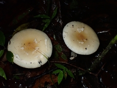 Amanita xylinivolva
