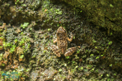Thoropa miliaris