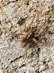 Trochosa