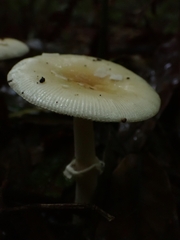 Amanita xylinivolva
