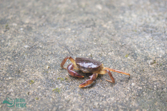 Trichodactylus