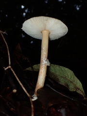 Amanita xylinivolva