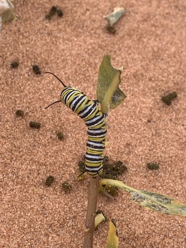 Monarch photographed in Arizona
