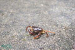 Trichodactylus