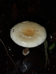 Amanita xylinivolva