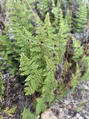 Myriopteris fendleri