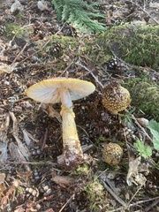 Amanita augusta