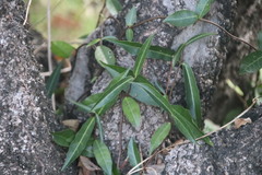 Trachelospermum jasminoides