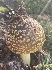 Amanita augusta