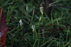 Zoysia pacifica
