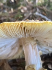 Amanita augusta